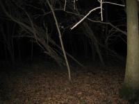 Chicago Ghost Hunters Group investigates Robinson Woods (237).JPG